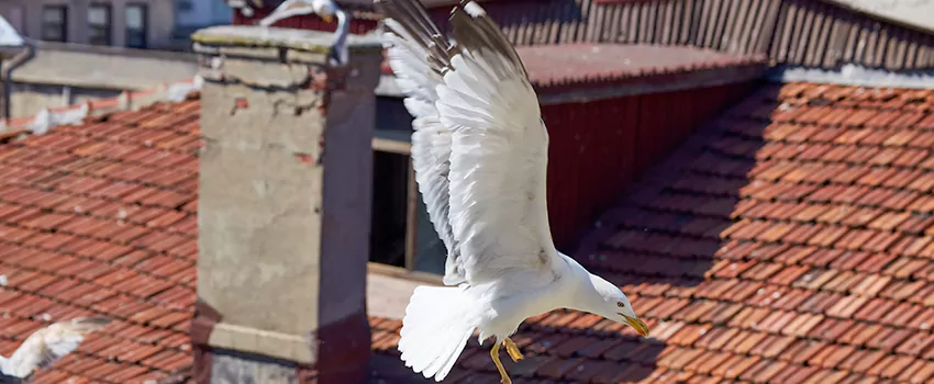 Residential Chimney Animal Removal Solution in Cupertino, CA